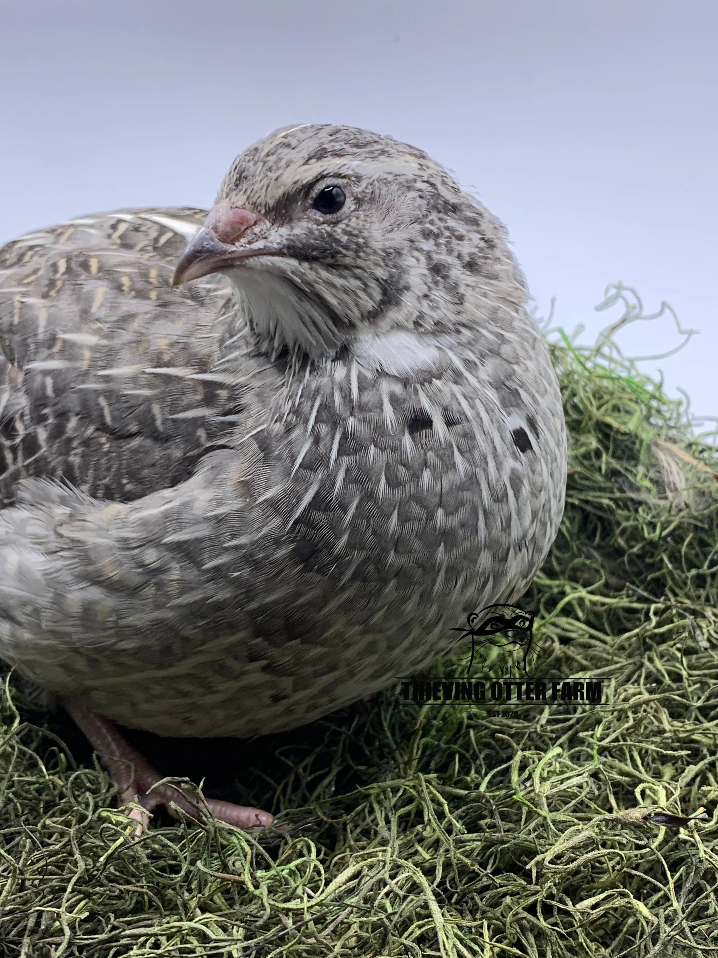 『Sunrise of Paraoh』 Aviator 23K Gold & Cape Sand Sunglasses | Randolph USA